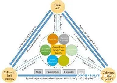 Fig. 1 Framework of interrelationship between CL and grain yield