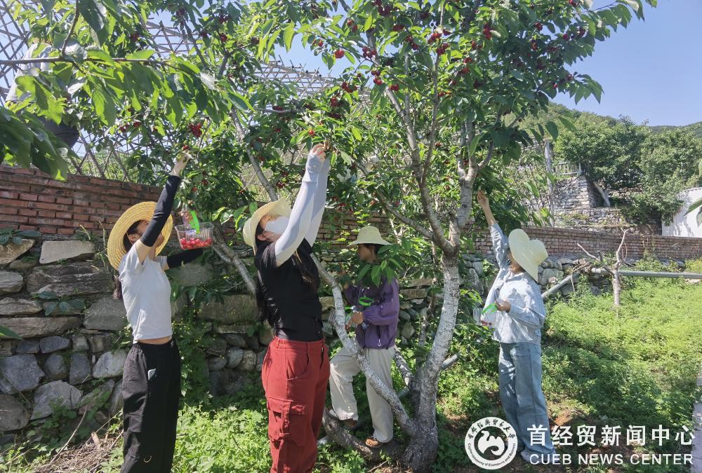 摘樱桃2.jpg